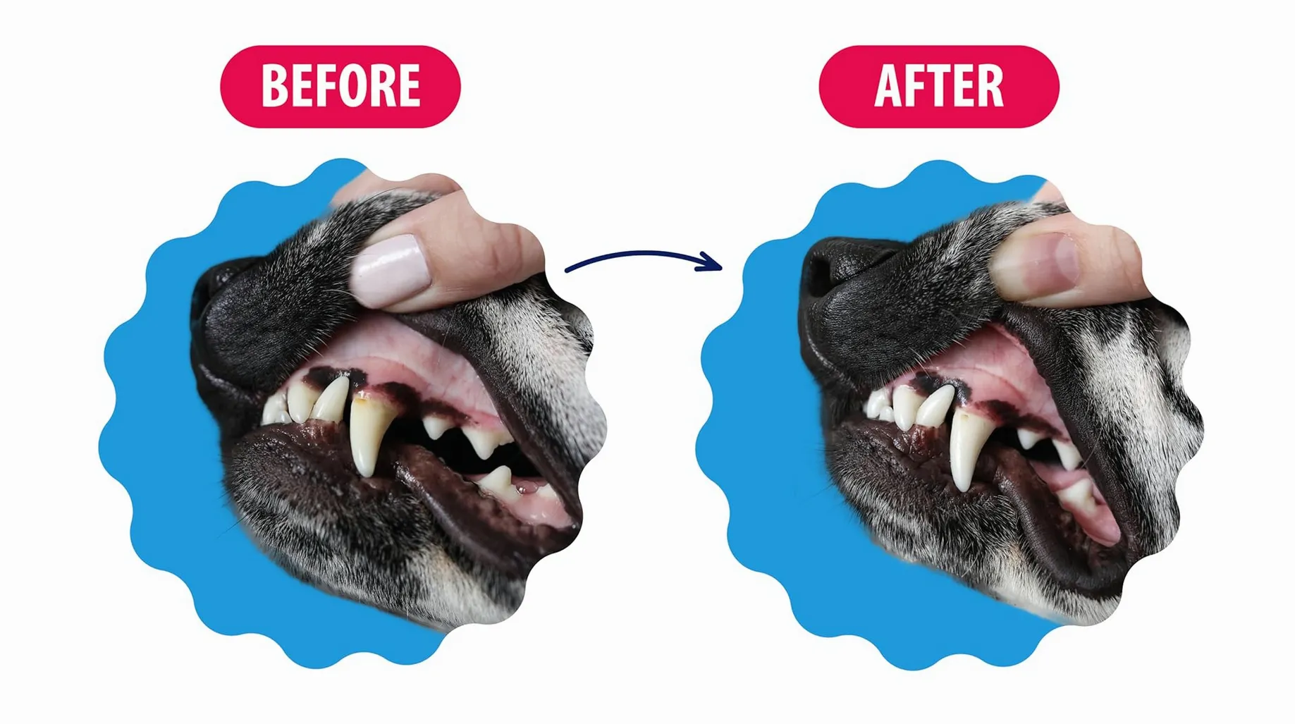 Dental Fresh video background